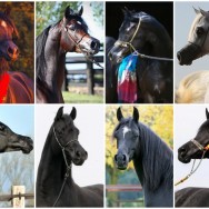 Expected Foals in 2016: